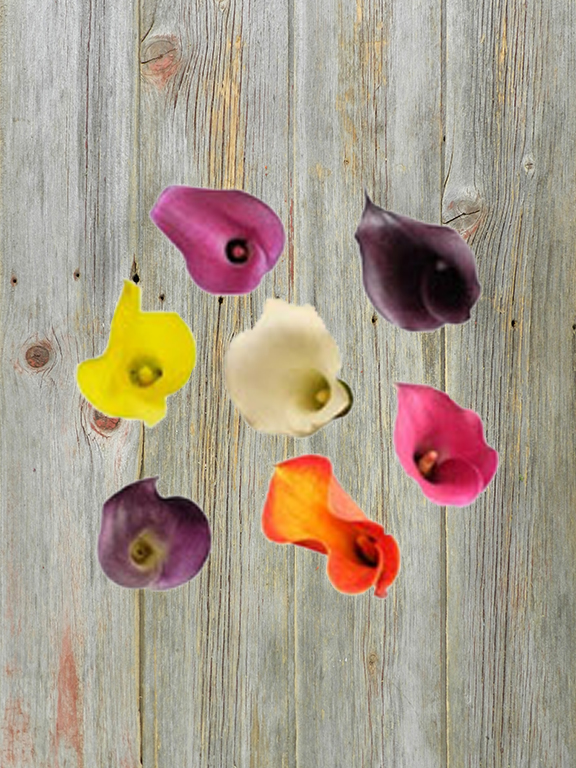 BEST SELLER  ASSORTED COLOR MINI CALLA LILY